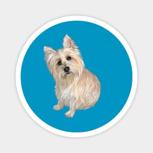 Wheaten Colored Cairn Terrier - Just the Dog Magnet